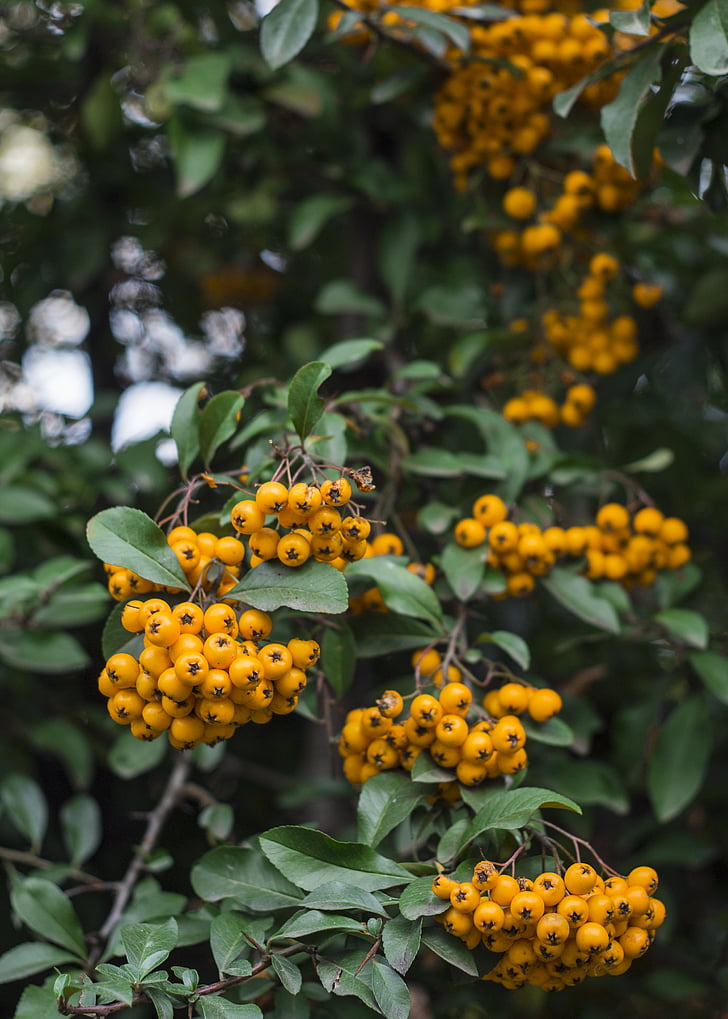 berries, yellow, berry, nature, decoration, leaf, fruit