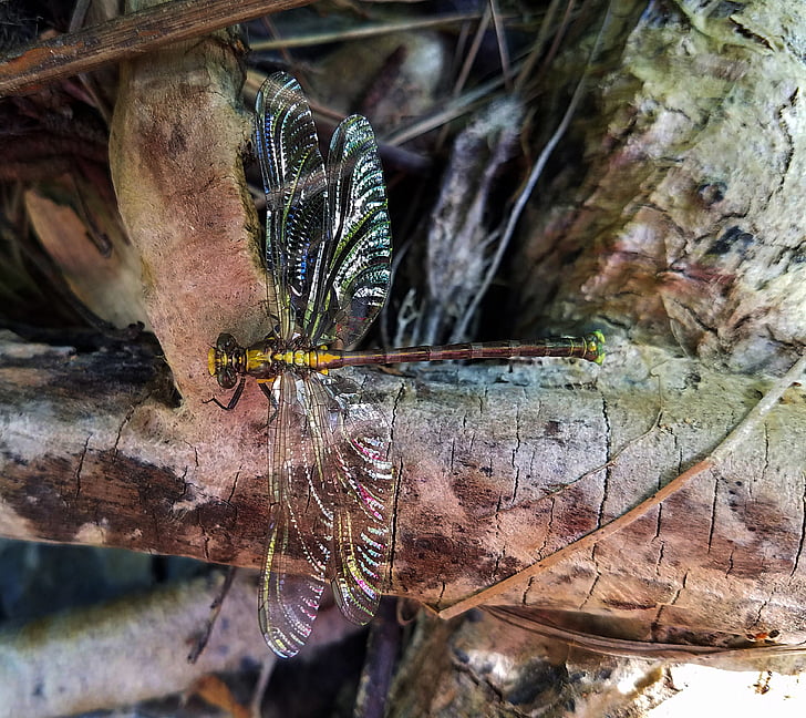 Dragonfly, insect, bug, vleugels, Creek, Deer creek, Nevada county