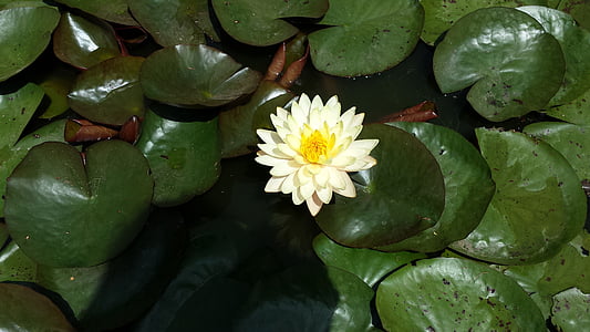 water lily, leaves, green, flourished, leaf, bloom, aquatic plant