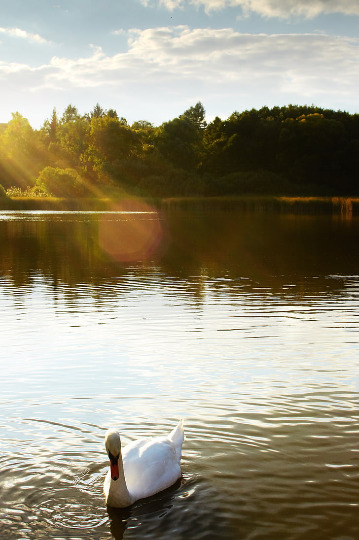 swan, lake, pond, surface, water, area, bird