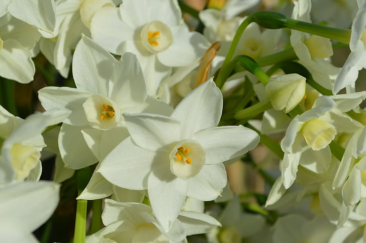 talahi, white, paper white, flowers, spring time, backdrop, background