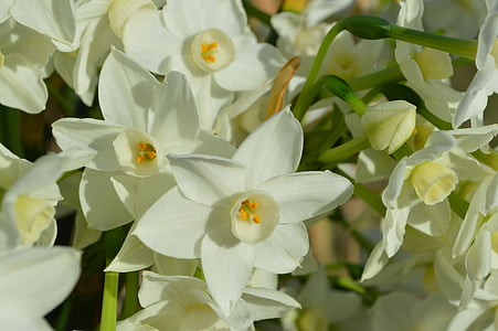 Talahi, biały, biały papier, kwiaty, wiosna, tło, tło