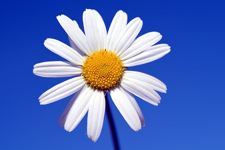 Marguerite, Blume, weiß, gelb, in der Nähe, schöne, Sommer