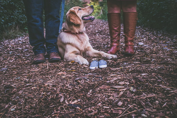 blur, canine, close-up, couple, dog, environment, forest