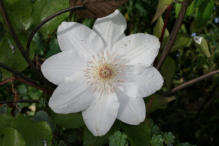 wit, bloem, witte bloem, Petal, Bloom