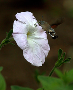 moth, hummingbird, flower, pollen, flight, insecta
