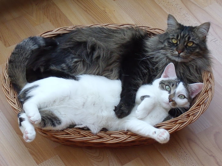 kočka, Maine coon, polodlouhosrstá kočka, domácí zvíře, kočičí láska, přátel, přitulit