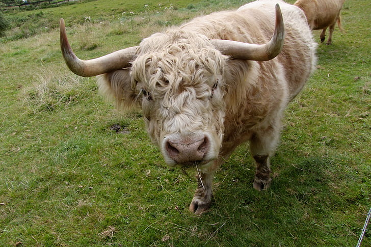 biff, storfe, Highland biff, økologisk kjøtt, horn, beite, landbruk
