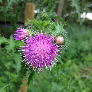 thistle, purple flower, sharp prickles, nature, spring, summer, natural