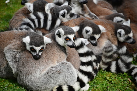 animales, Parque zoológico, salvaje, Lemur