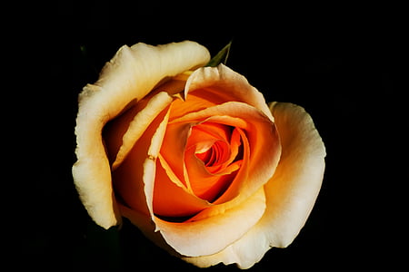 Rosa, blanc, flor, flor, roses blanques, natura, flor