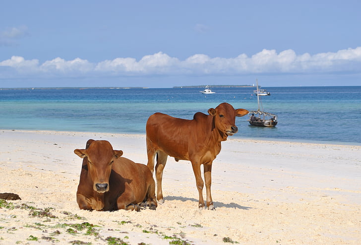 Zanzibar, Tanzania, Africa, spiaggia, mare, mucche, natura