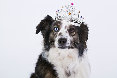 dog, crown, funny, white, landscape format, eyes, view