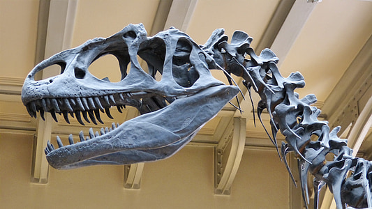 museum, skeleton, dinosaur, dinosaur skeleton, predatory dinosaurs