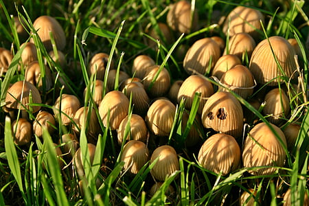 mushrooms, nature, meadow, autumn, plant, grass, brown