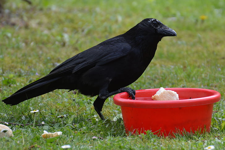 vrana, Havran, Raven vták, čierna, Bill, chlieb, jesť