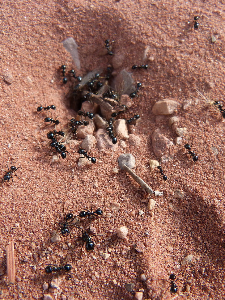 ants, nest, cologne, insects, brown