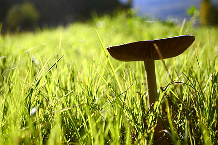 fungus, green, prato, garden, background, spring, autumn