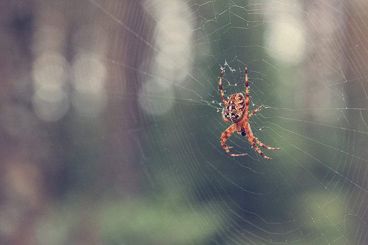 rudenį, miško, Žmogus-voras, Voratinklis, Spiderweb, gyvūnų temos, laukiniais gyvūnais