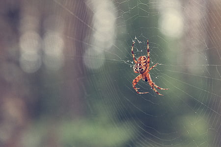 Sügis, metsa, Spider, spider web, Ämblikuvõrk, loomade Teemad, loomad looduses