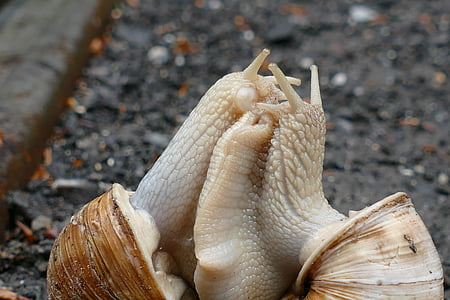 snail, copulation, pairing, shell, mollusk