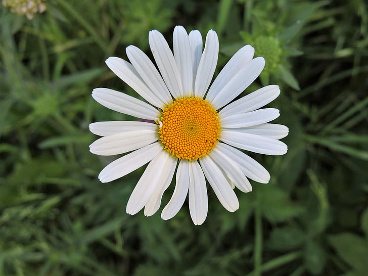 Marguerite, Blossom, mekar, putih, kuning, alam, musim panas