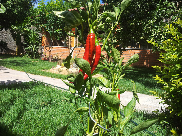 pepper, bright, vitamins, healthy, outdoors, nature, plant