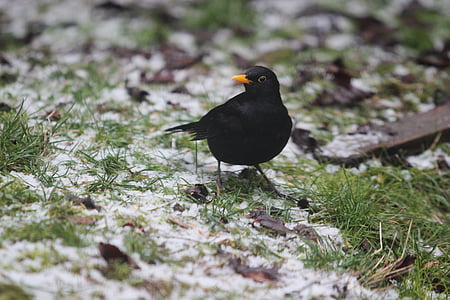 Blackbird, ptica pevka, pozimi, blizu, Blackbird moški, perje, ptica