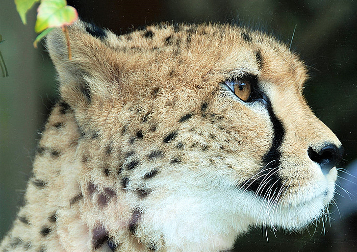 Cheetah, Closeup, dierlijke portret, dieren in het wild, carnivoor, natuur, undomesticated kat