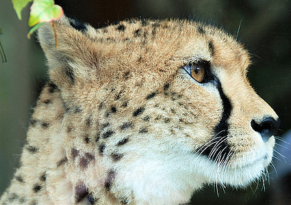 cheetah, closeup, animal portrait, wildlife, carnivore, nature, undomesticated Cat