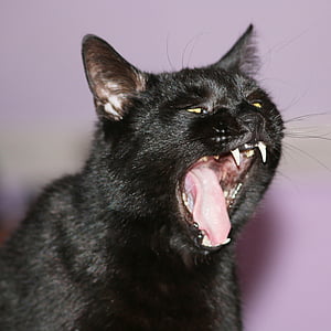 katė, gyvūnų, naminių gyvūnėlių, juoda katė, katės veidą, mieze, gyvūnų pasaulis