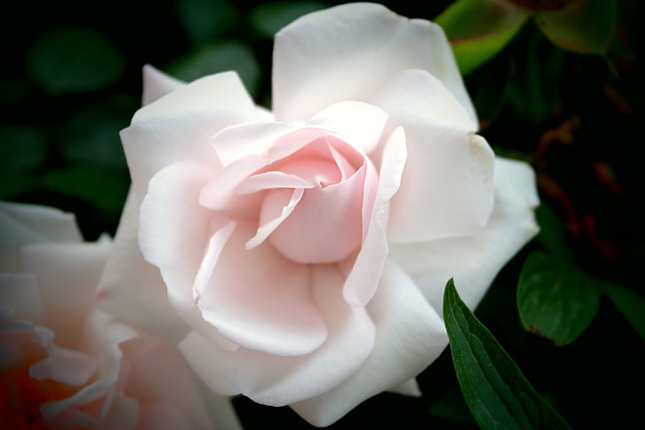 blanc, Rose, fleurs, vue, décoratifs