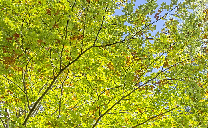 stromy, listy, zelená, Hell, světlo, Příroda, Les