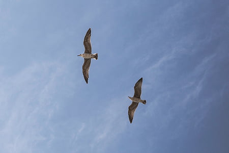 low, angle, photo, two, flying, white, birds