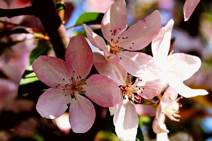 lente, Cherry, bloemen, kersenbloesem, roze