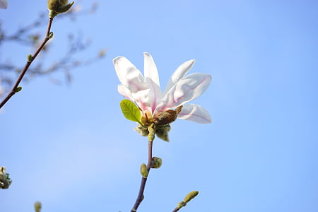 été-magnolia, Blossom, Bloom, blanc, Magnolia sieboldii, magnolia de Siebold, Magnolia