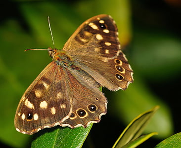 Schmetterling, Wald-Brettspiel, Makro, Insekt, Flügel, Schmetterlinge, Sonde