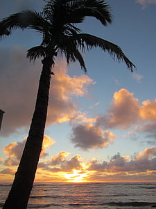 palm, palm tree, tree, trunk, hawaii, ocean, sunrise