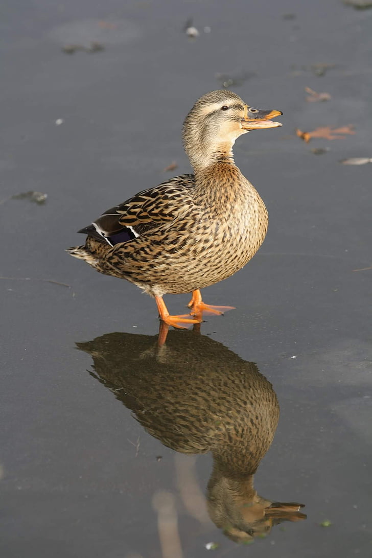 Duck, fjer, refleksion