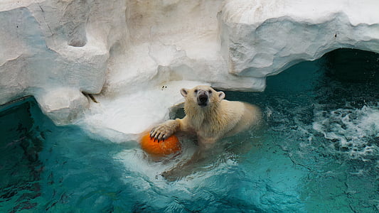 ľadový medveď, medveď, Polar, Zoo, Ueno, Tokio, Japonsko