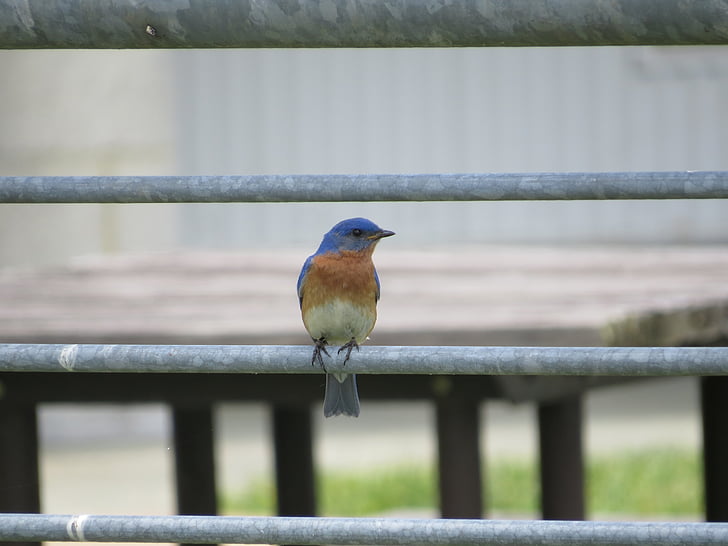 østlige bluebird, perched, rekkverk, jakt, stående, Nærbilde, Bluebird