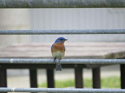 východní modrý pták, posazený, zábradlí, Při pohledu, portrét, Detailní záběr, Modrý pták