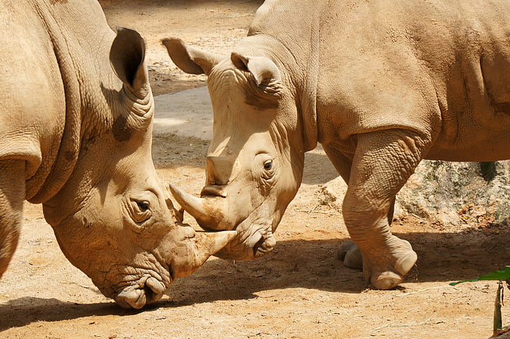 nosorožce, singapurské zoo, Zoo, volně žijící zvířata, Horn, Singapur, zvíře