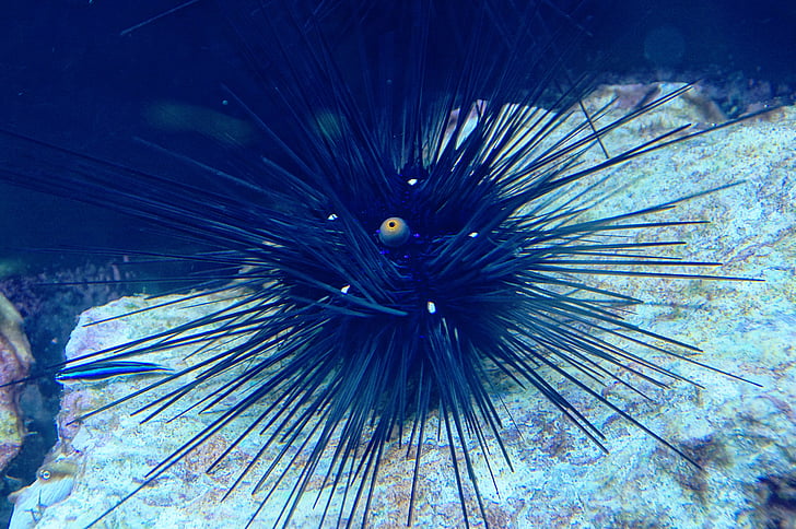 sea urchins, sea animal, aquarium, spur