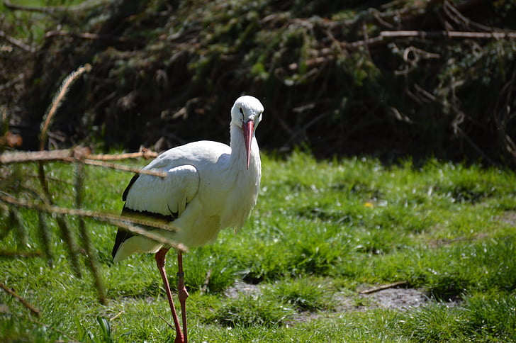 stork, bird, plumage, fly