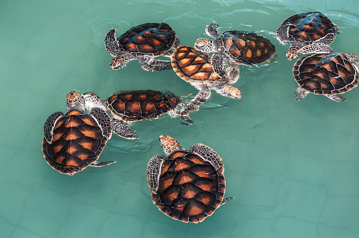 tortuga, tortugas marinas verdes, animales, animales del mar, vida, animales de agua salada, naturaleza