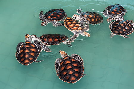 sköldpadda, gröna havssköldpaddor, djur, havslevande djur, liv, salt vattendjur, naturen