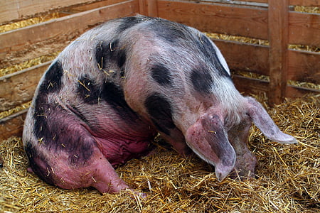 pig, sow, mammal, domestic pig, livestock, agriculture, dirty