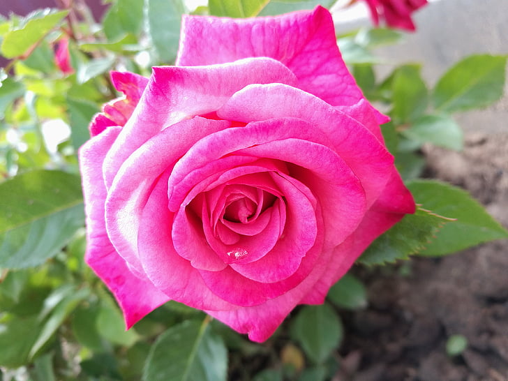 Rosa, flors, l'estiu, jardí, Rosa tendre, close-up, macro