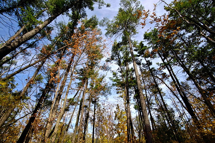 podzimní barvy, stromy, obloha, Woods, Příroda, strom, Les
